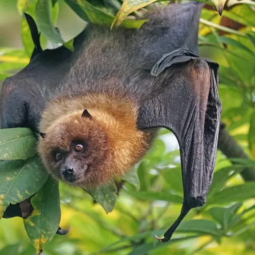 Nice : des chauves-souris intoxiquées au plomb sauvées grâce à un...