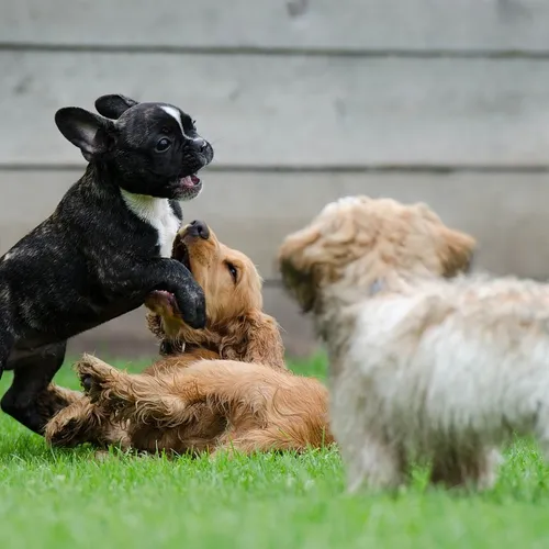 Salon des animaux de compagnie à Cagnes sur mer : des chiots sont...