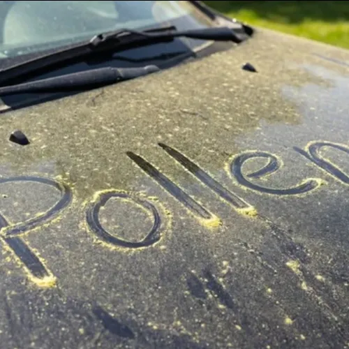 Allergies au pollen : une hausse inquiétante qui pourrait peser sur...
