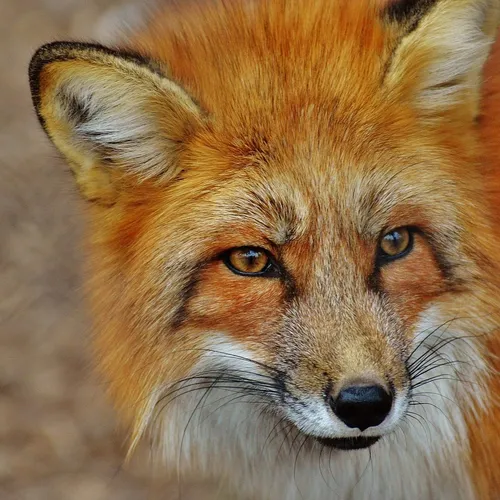 13/12/23 : Sauvetage d’un renard dans le quartier de Cimiez à Nice