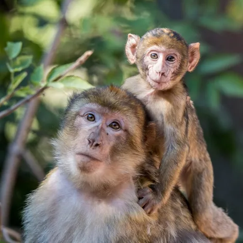 La Montagne des Singes prépare son déconfinement