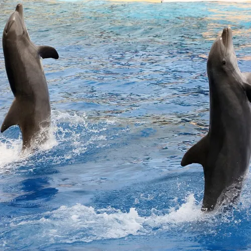 Marineland : les orques et dauphins fixés sur leur avenir