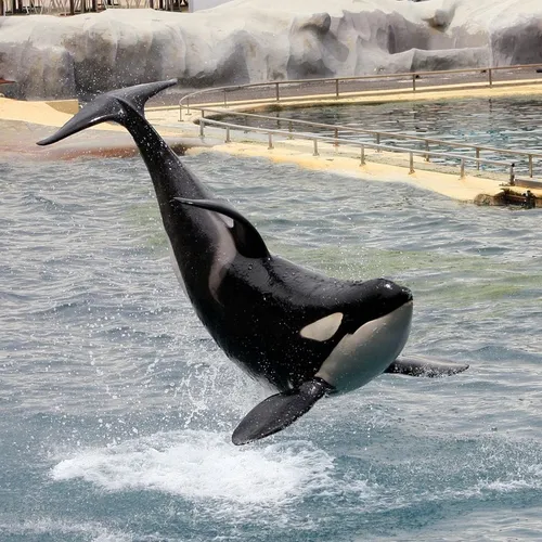 Marineland : réunion décisive au ministère pour l’avenir des...