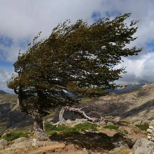 Haute-Corse : près de 400 hectares ont été ravagés par les flammes