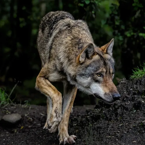 Alpes-Maritimes : les éleveurs à bout face à la prédation des loups