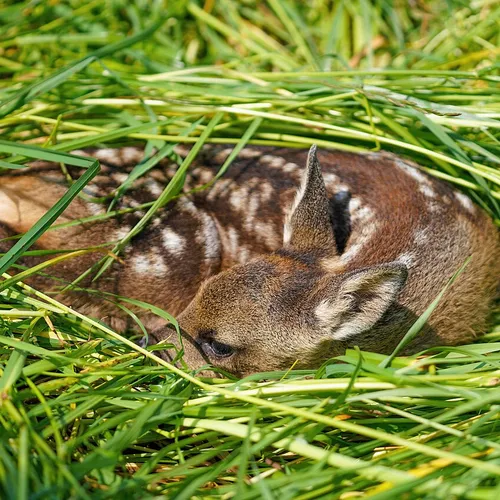 Les chasseurs vont pouvoir tuer plus de biches et de faons en forêt...