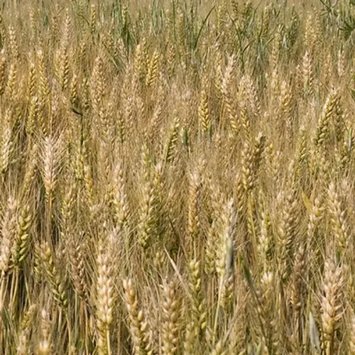 Sécheresse : les agriculteurs franciliens peuvent obtenir jusqu'à...