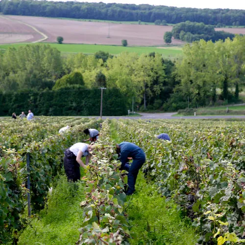 Vendanges 2026 : les recrutements ont commencé dans les...