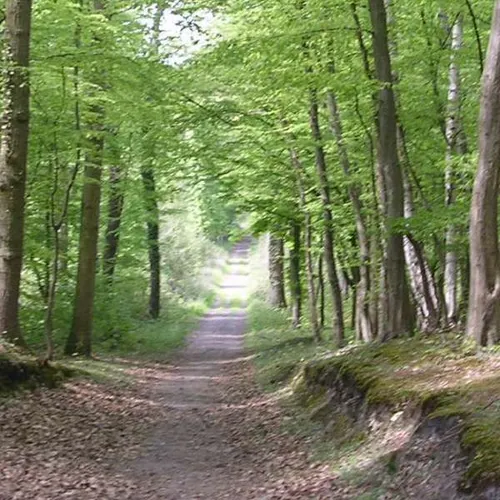 Le violeur présumé avait sévi en forêt de Saint-Germain-en-Laye