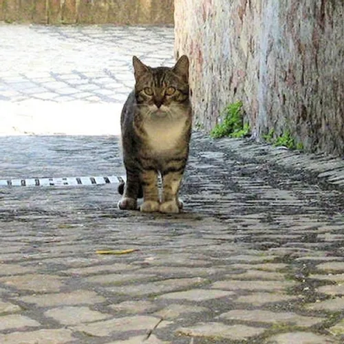 Les chats errants bientôt stérilisés à Chartres