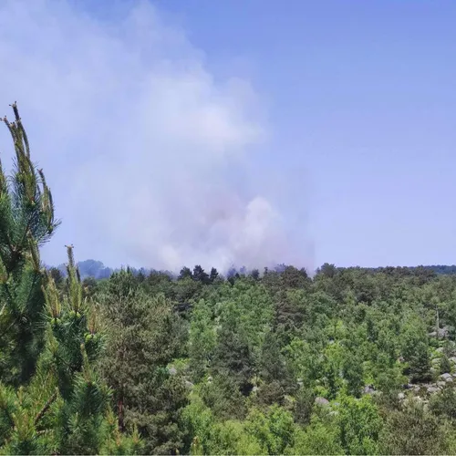 11 hectares brûlés en forêt de Fontainebleau