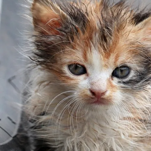 Somme : ce refuge recherche des familles d'accueil pour chatons