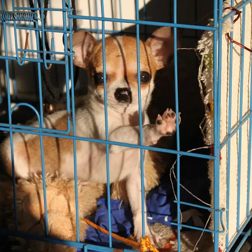 Savigny-le-Temple : 23 chihuahuas évacués d'un appartement insalubre 