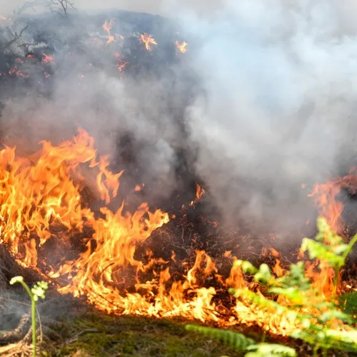 Une reprise de feu brûle six hectares en forêt de Fontainebleau
