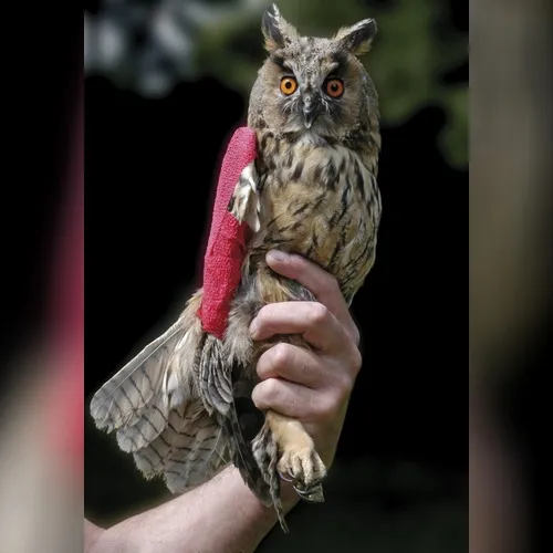 En difficulté, le seul centre de soins pour animaux sauvages de...