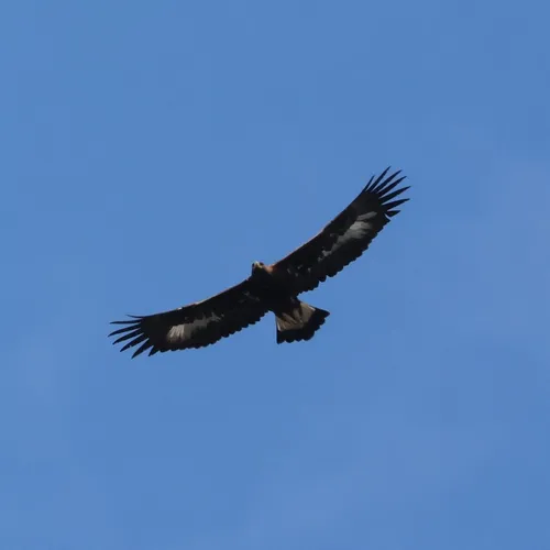 Provins : dernières pour "Les Aigles des Remparts"