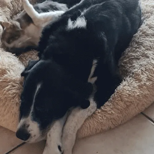 Lamotte-Warfusée : qui en veut aux animaux ?