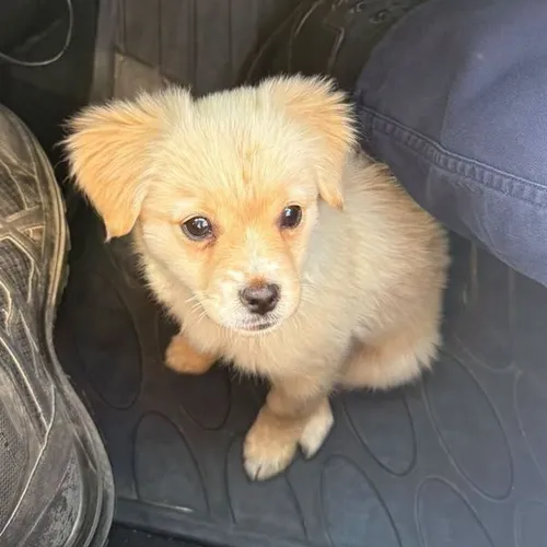 Une petite chienne sauvée par les gendarmes à Fleury-Mérogis
