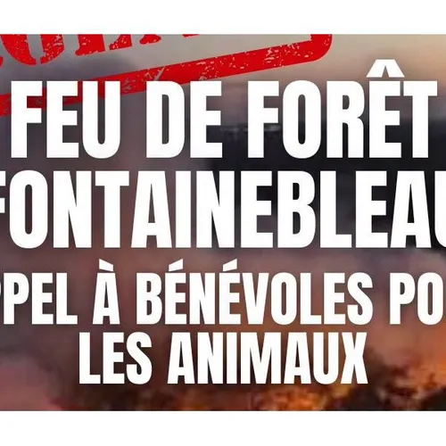 Les habitants reviennent et la solidarité s’organise en forêt de...