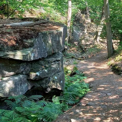 La réouverture de la forêt de Fontainebleau se poursuit