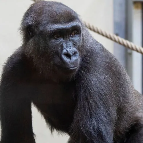La famille des gorilles s’agrandit au zoo de Thoiry