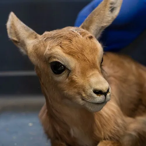 Quatre bébés gazelles dorcas sont nées au zoo d’Amiens, une...