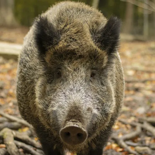 Neuf sangliers ont été tués, le week-end dernier, près de Chartres