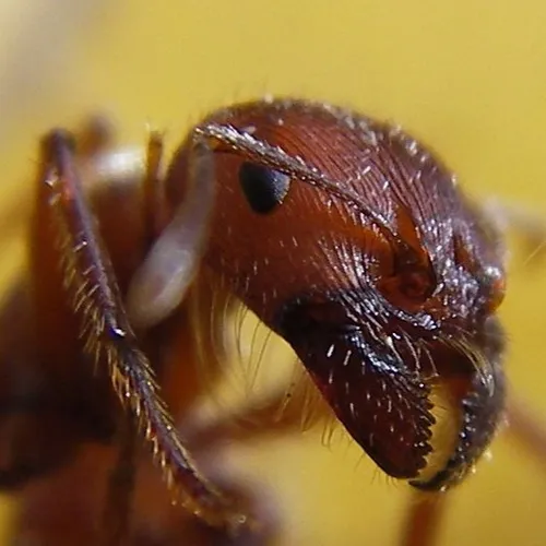 Les fourmis envahissent les maisons de ce village proche de Chartres