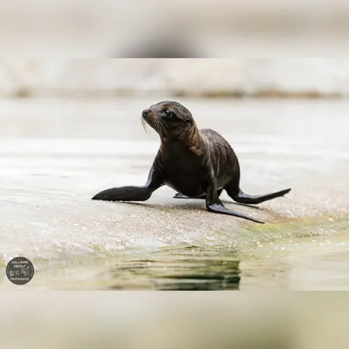Des bébés otaries nées au zoo d'Amiens