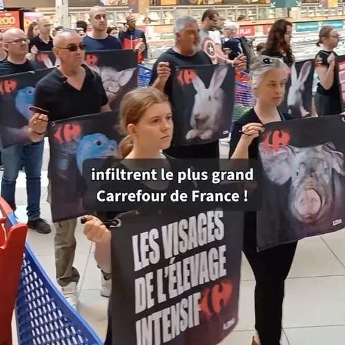 Une action coup de poing de L214 à Villiers-en-Bière