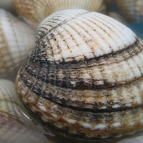 La pêche aux coques rouvre avec de plus petits quotas en baie de Somme