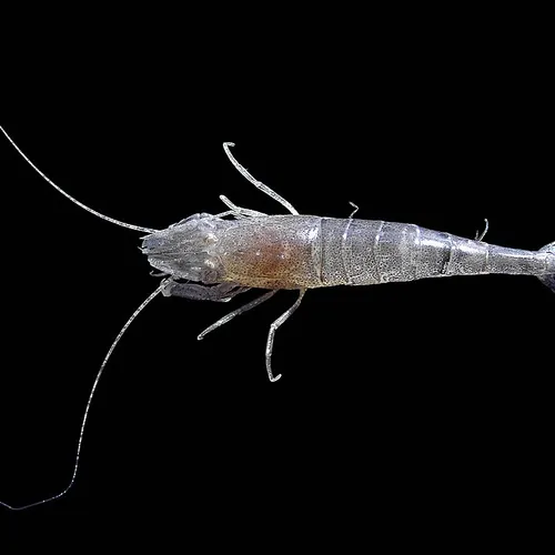 Pénurie de crevettes grises sur les côtes picardes
