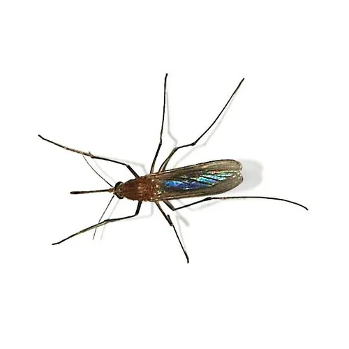 Le virus West Nile fait un troisième mort en Île-de-France, le...