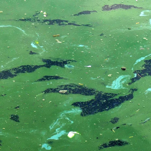 Une présence de cyanobactéries détectée dans le bassin d’aviron de...