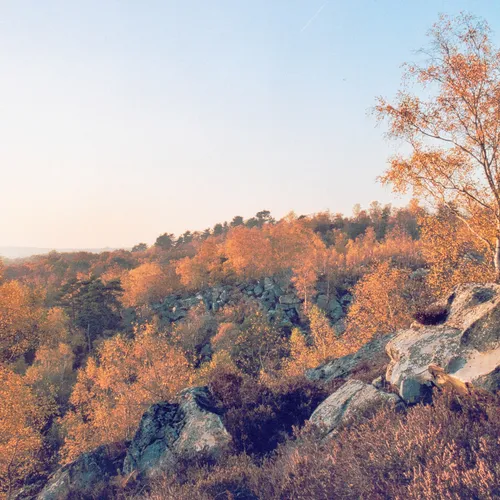 Plus de deux millions d'euros récoltés mercredi soir pour la forêt...