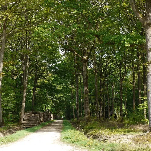 La forêt de Rambouillet rouverte à la promenade