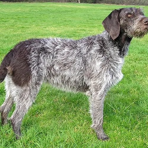 Une mère, sa fille et leur fox-terrier attaqués par cinq chiens de...