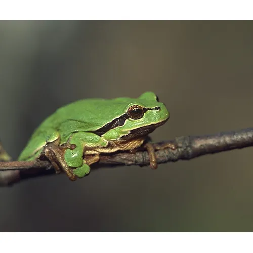 La Région Île-de-France met la main à la poche pour la biodiversité 