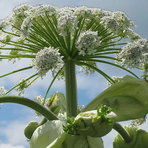 Hauts-de-France : cette plante envahissante peut vous causer des...