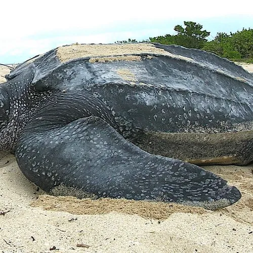 Une tortue luth s'échoue sur les plages de la Somme