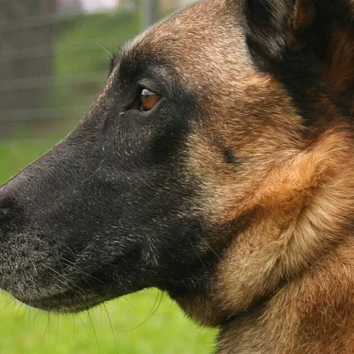 Un homme interpellé à Melun pour la vente de chiots à la sauvette