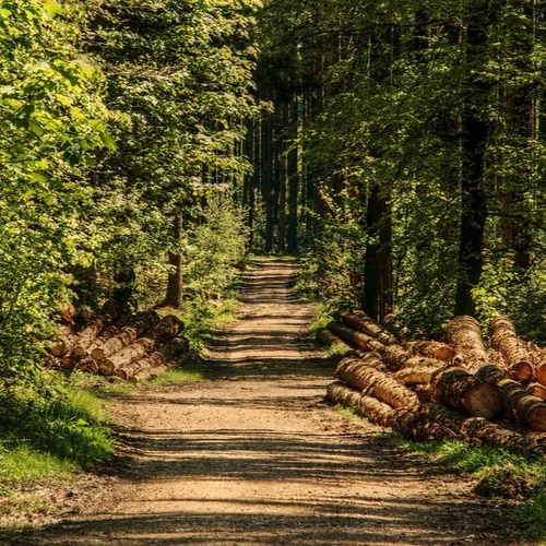 Le massif forestier de Fontainebleau toujours interdit d’accès