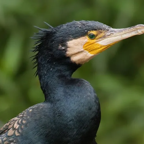 La préfecture de la Somme ne veut pas plus de 567 grands cormorans...