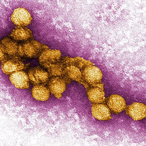 West Nile : 17 contaminations locales recensées en Île-de-France