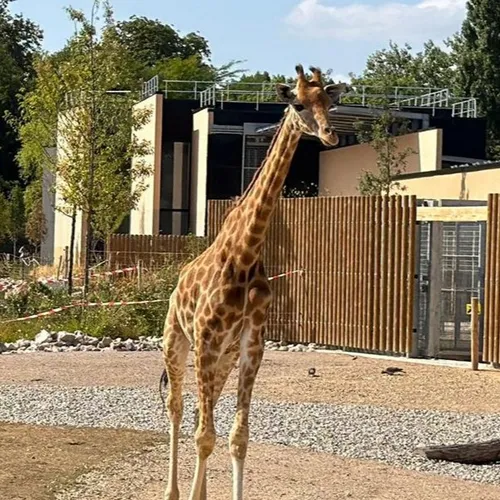 Le zoo d’Amiens bat à nouveau son record de fréquentation !