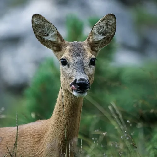 La saison de chasse a débuté hier en forêt de Sénart, en Essonne
