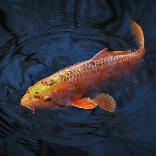 Quatre suspects arrêtés dans la Somme et le Pas-de-Calais pour le...