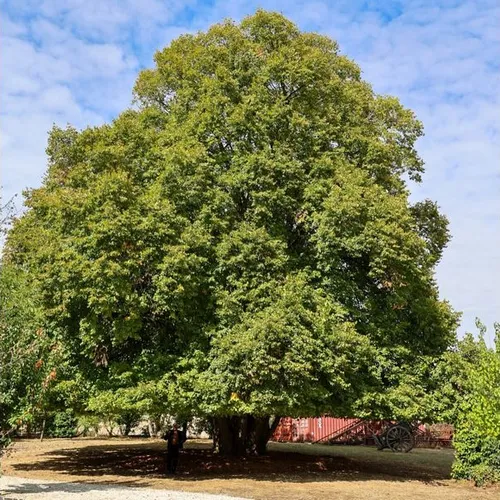 Les Ormes-sur-Voulzie : cet arbre est désormais « remarquable » !