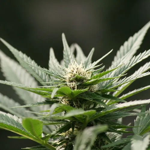 Convoi de drogue : quatre conducteurs jugés à Évry