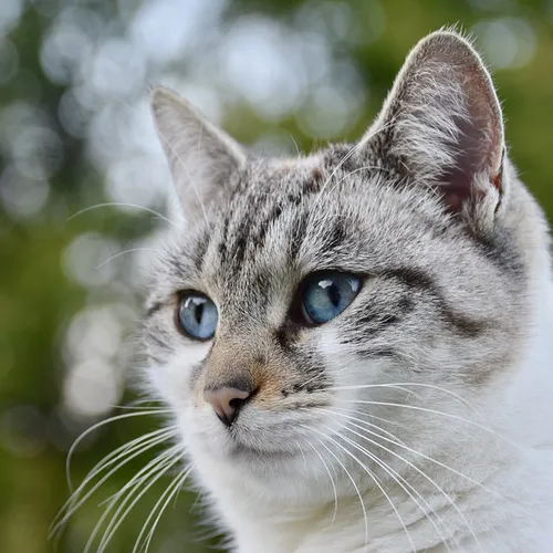Un refuge pour chats en sursis à La Verrière